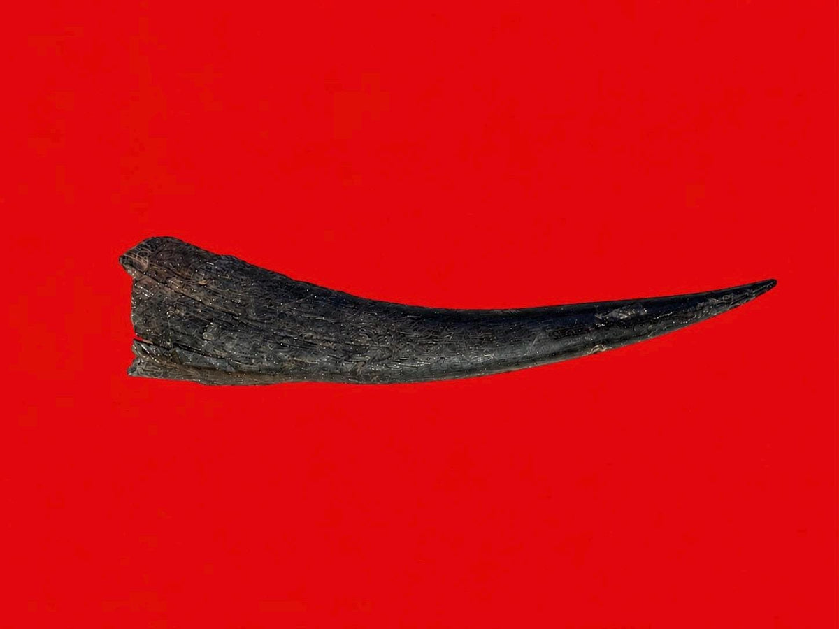 No Cruelty Antelope Horn From Yoruba Land