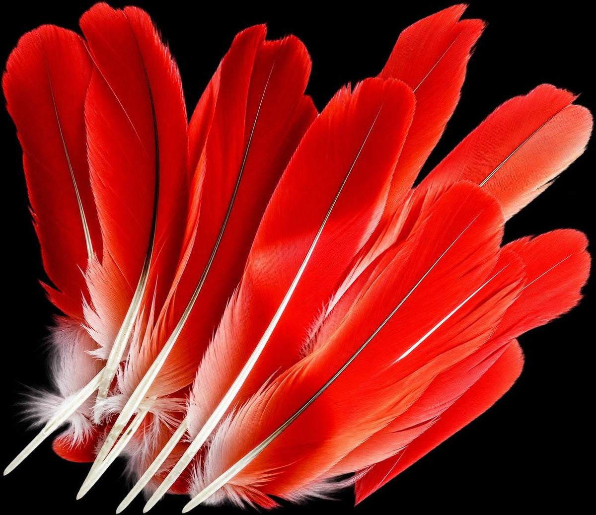 Vibrant parrot feathers from Yoruba Land. Humanely sourced.
