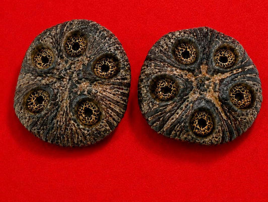 Extremely rare SIX eye Ikin (set of two) Yoruba