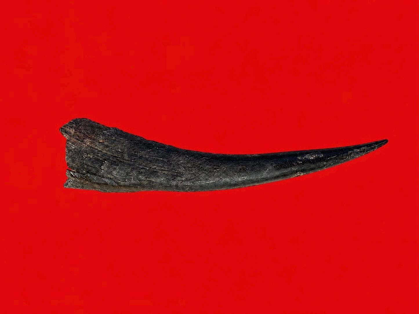 No Cruelty Antelope Horn From Yoruba Land
