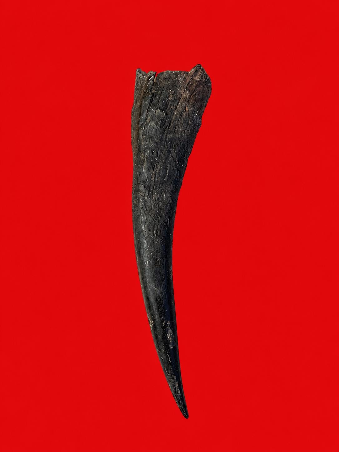 No Cruelty Antelope Horn From Yoruba Land